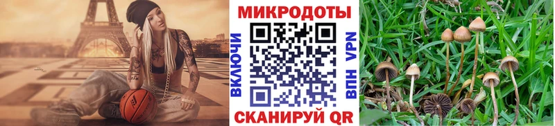 Галлюциногенные грибы Psilocybine cubensis Пролетарск